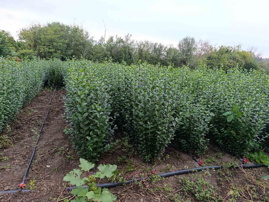 Лигуструм Овалифолиум