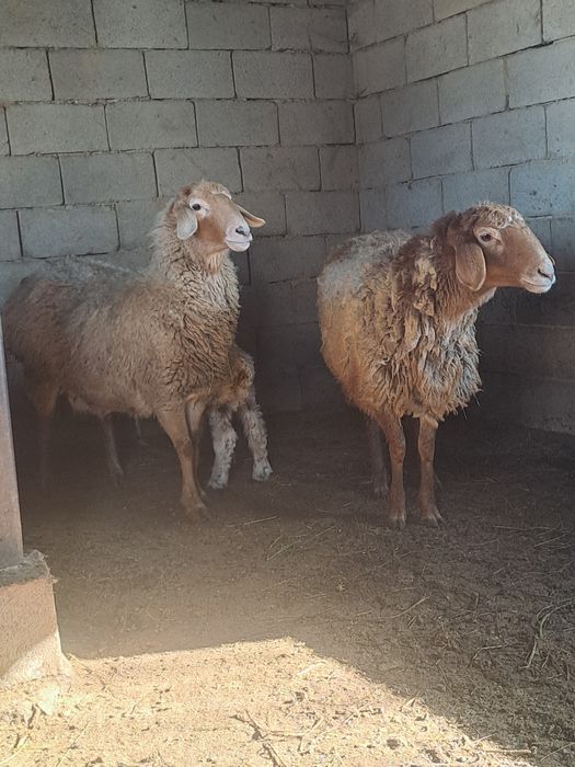 Овцы продам сатам