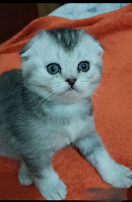 Шотландский вислоухий  шиншилла