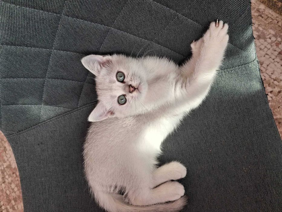 Котета Британки