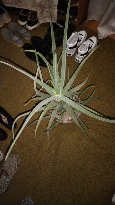 Алой для лечения.