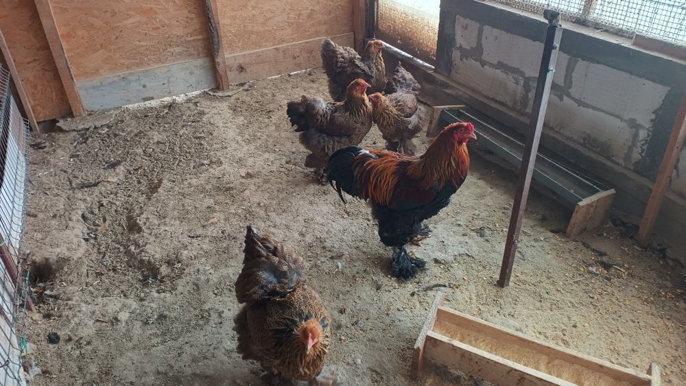 De vânzare găini brahma