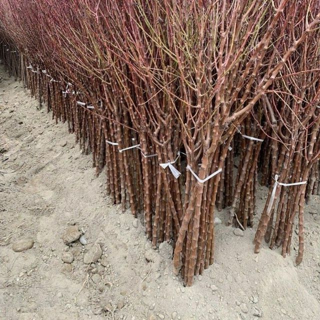 Мевали дарахтлар кучатлари