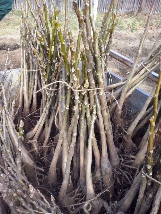 Puieti de nuc certificat