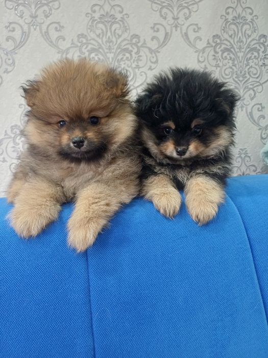 Померанские шпицы