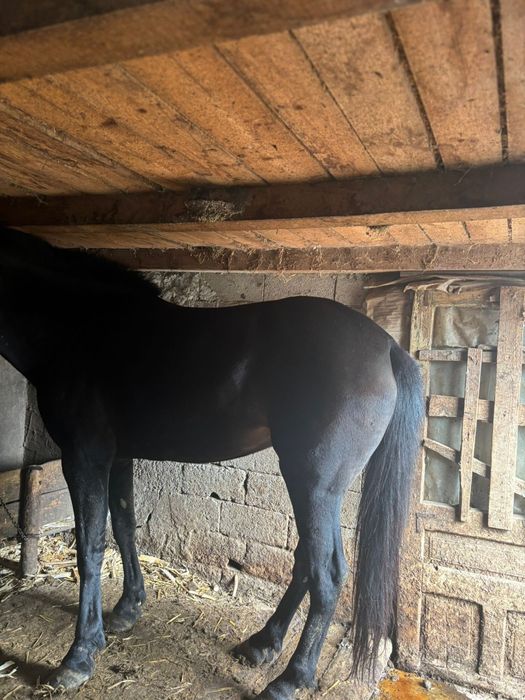 Iapa de vanzare dolj