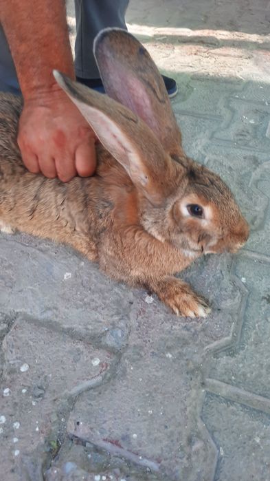 Quyonlar sotiladi xarxil zotlila bor