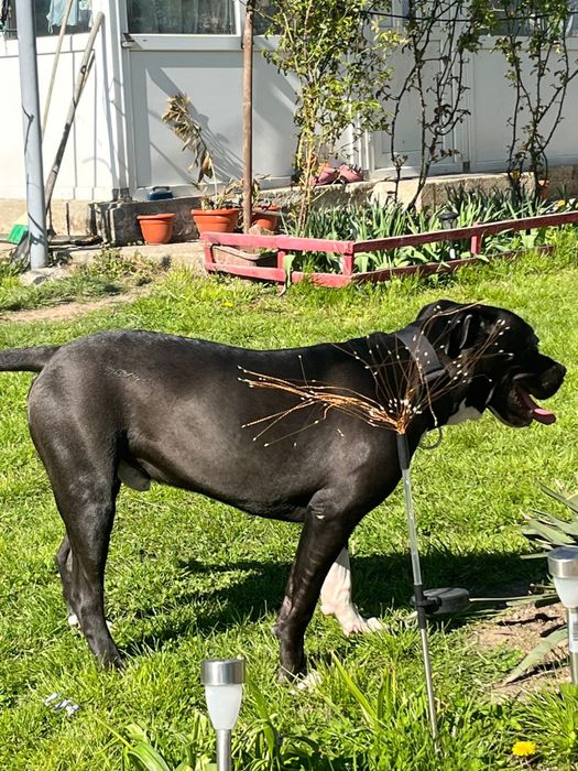 Donez Amstaff gratis