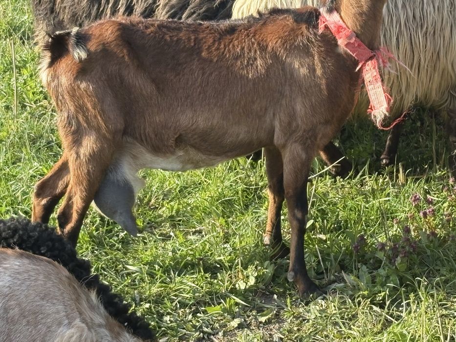 Capra de vanzare agnolubiana