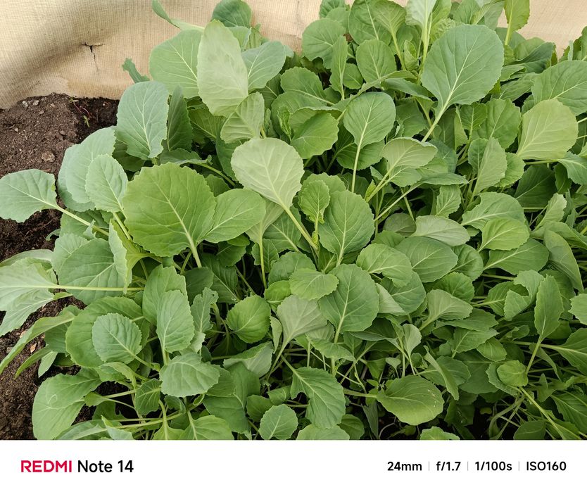 Продаю рассаду в Пригородном