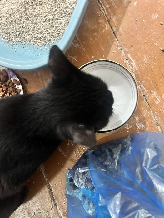 Chiroyli aqlli 5 oylik o’gil bola mushuk hadyaga beriladi