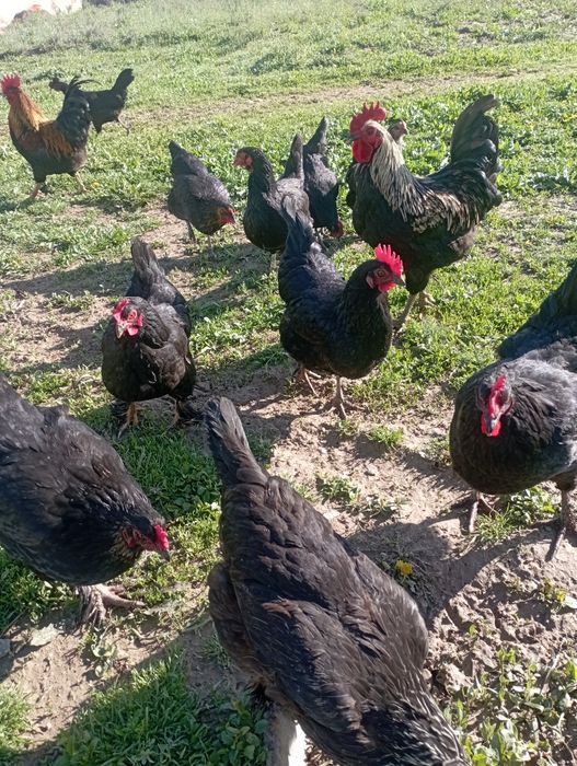 Tovuqlar soni 60 ta xoʻrozlari 4 ta hammasi sogʻlom