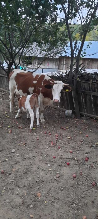 De  vânzare o vacă bălțată românească