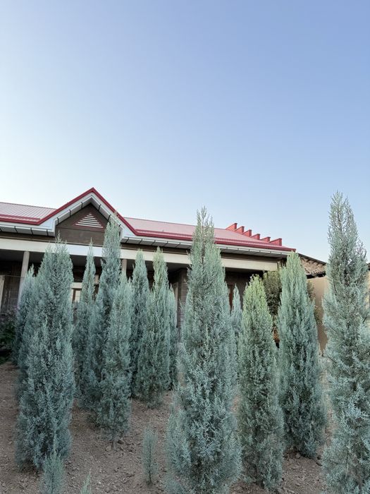 Arizoniskiy kiparis sotiladi toza italiya 20$dan 180$ gacha bor.