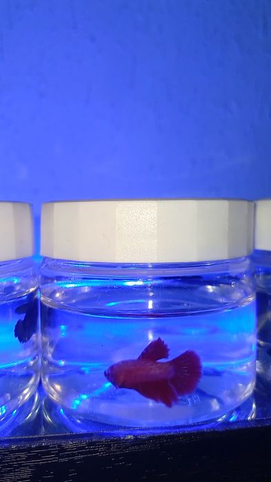 Петушок [BETTA FISH]