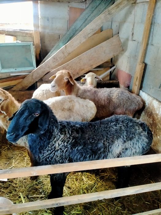 Семіз Қара көк сек сатылады