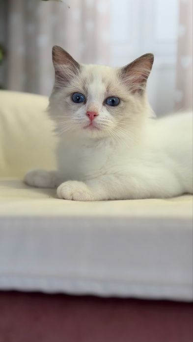 Рэггдоллы чистокровные