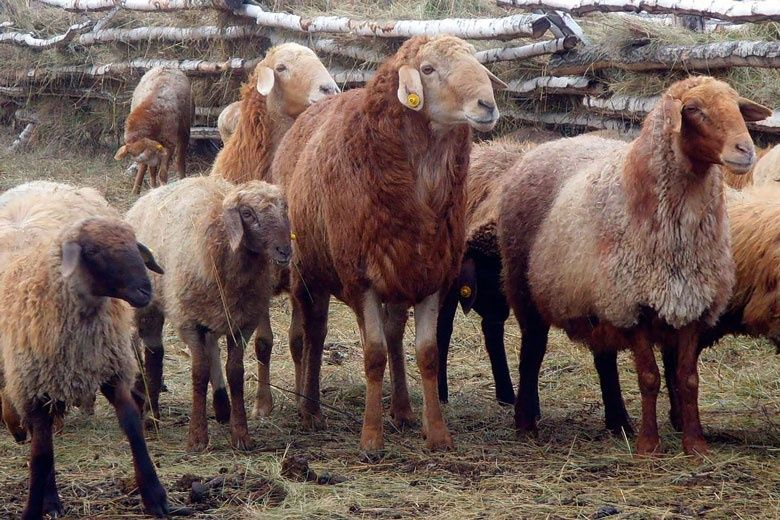 Qo'y so'yish qassobchilik xizmati 24/7 aloqadamiz