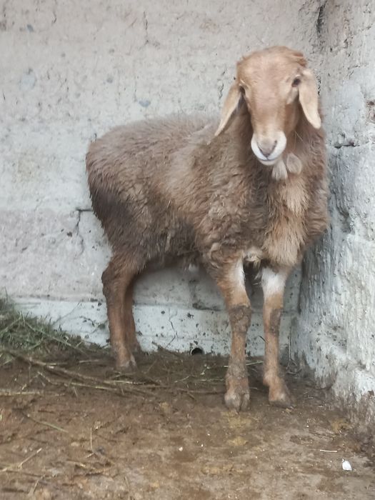 Қошқар сатылады Арашан порода