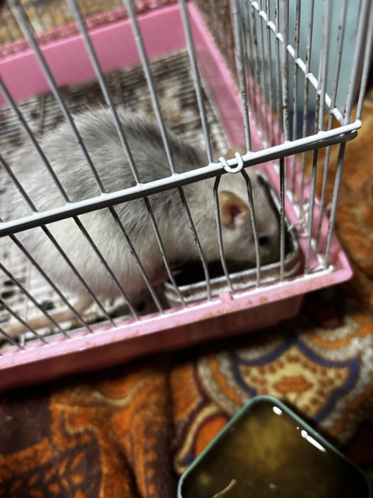 Отдаю  крыс  одна дамбо,вторая нет