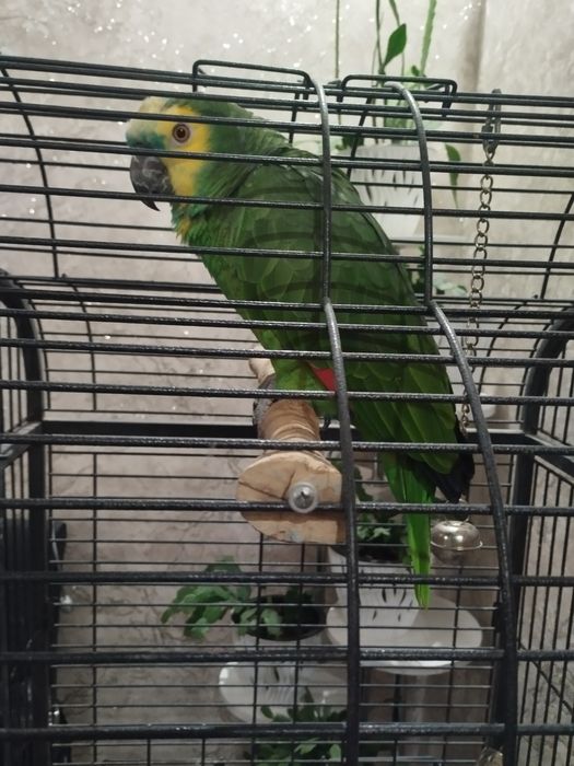 Продам попугая Амазон
