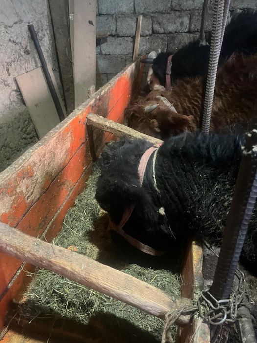 Сыйыр бузауымен сатылады