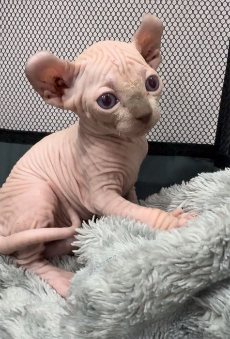 Котята сфинкса - эльфа