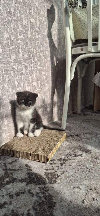 Продаются котята породистые