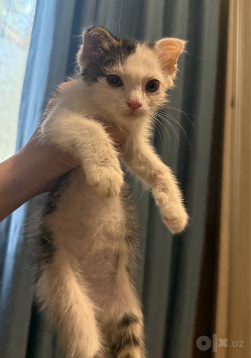 Котенок вислоухий