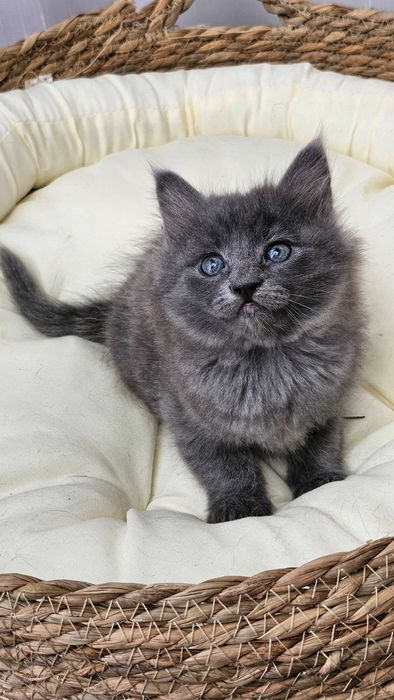 Pui Nebelung ,gri superb