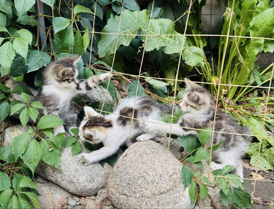 Котята в добрые руки