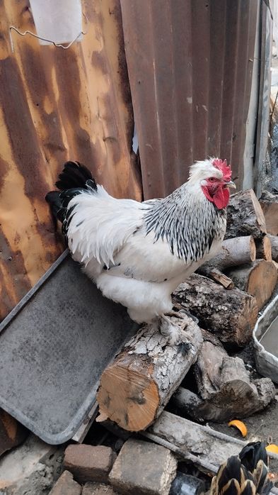 Продам Петухов .