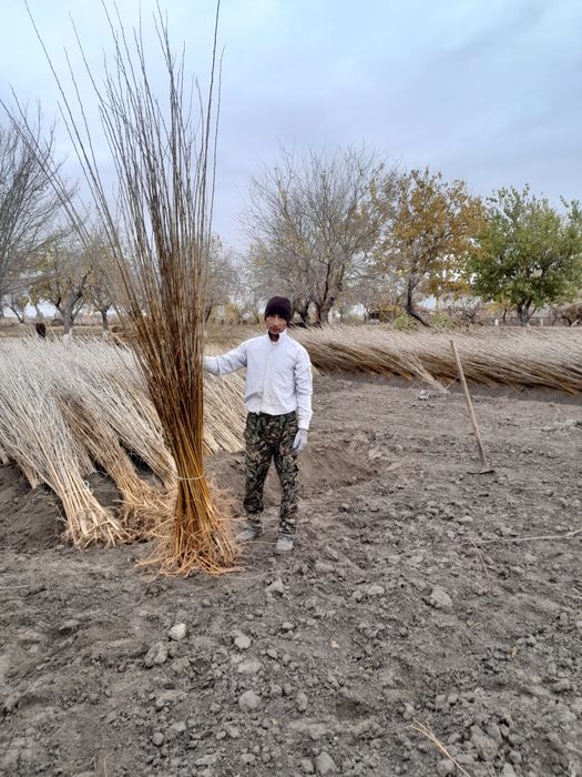 Tut kóchatlari sotiladi