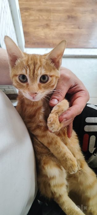 Отдам даром в хорошие руки  котенка 3 месяца