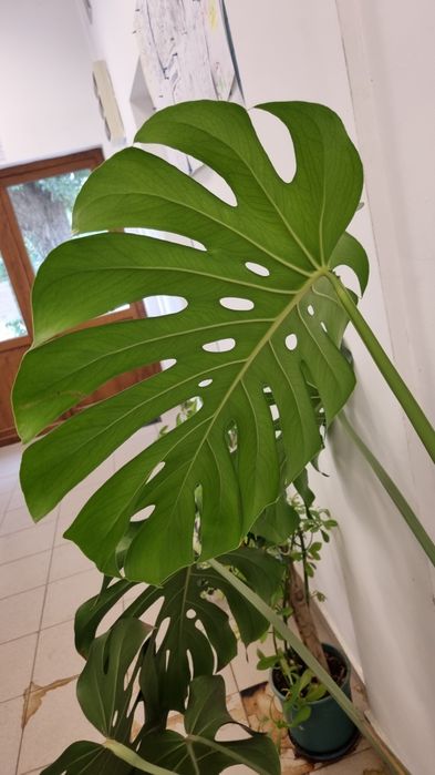 Monstera deliciosa