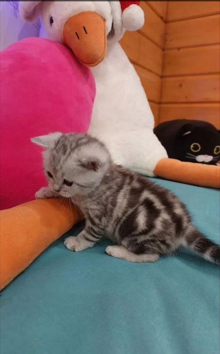 Котята шотландцы