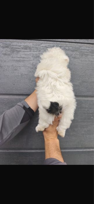 Vand pui bichon maltez mini 2 luni baietel