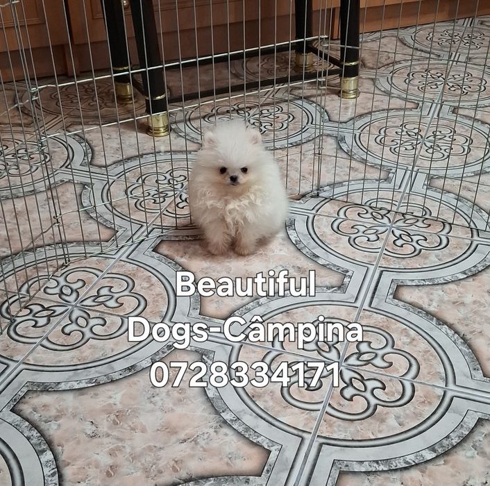 Pomeranian pui femelă