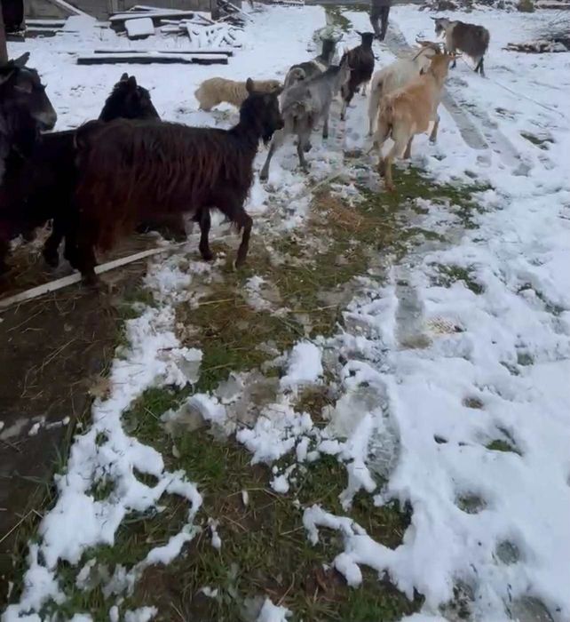 Vand 10 capre de lapte și 2 iede