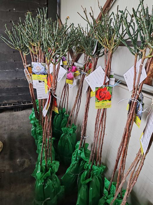 pom trandafir cu rădăcină impachetata