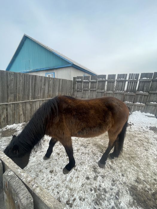 Продам 8-9 летнего бие,