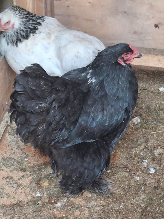 Тауыктар сатылады