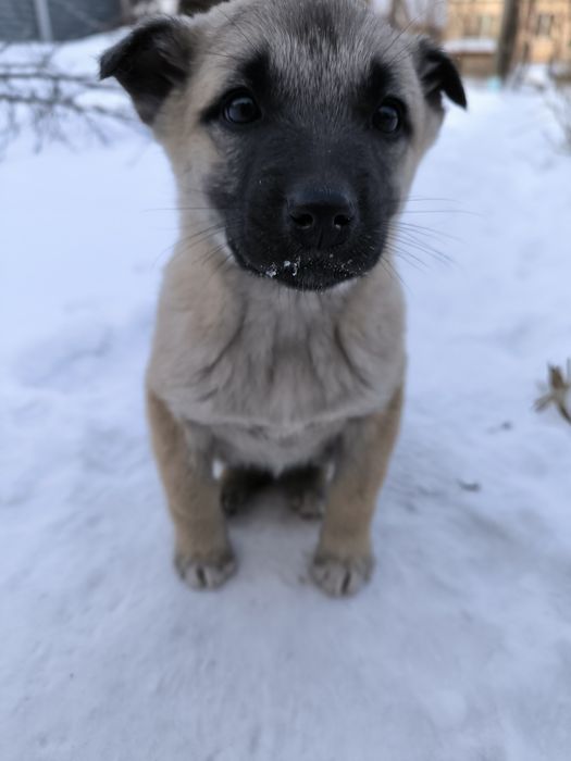 Отдам щенят в добрые руки