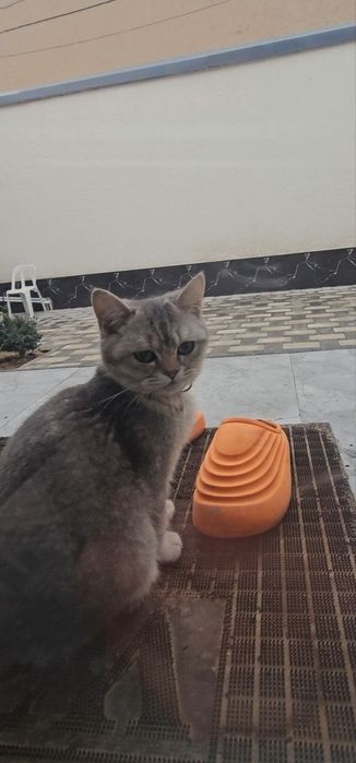 Скоттиш страйт котик