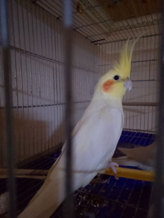 Карелла пара 25000 тг