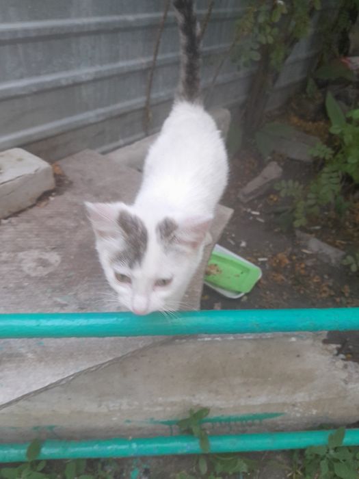 Котик в добрые руки
