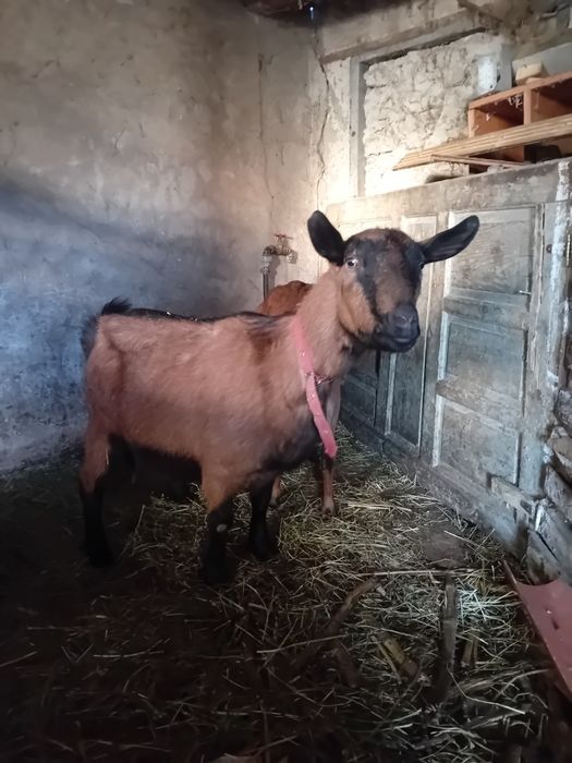 Doua capre alpine franceze gestante