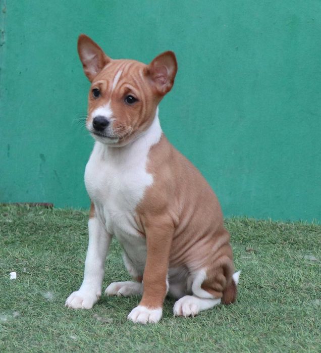 Basenji cu pedigree FCI