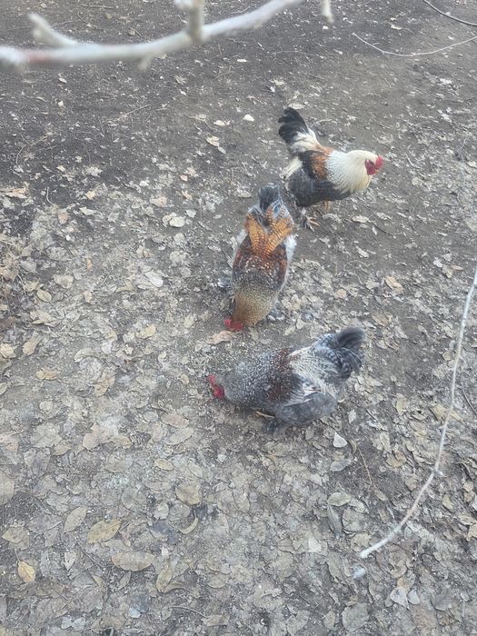 Продаются молодые петушки