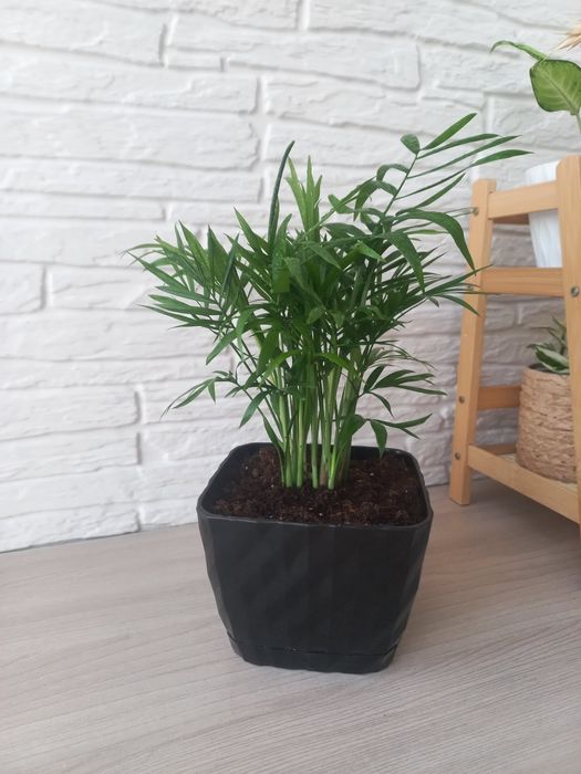 Хамедорея ( комнатная пальма)